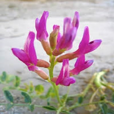 Purple Astragalus Flower Seeds