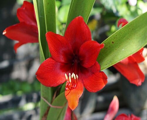 Red Giant Amaryllis Flower Seeds