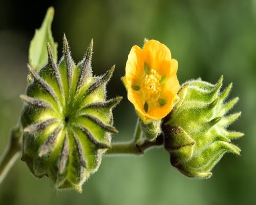 Yellow Abutilon Flower Seeds