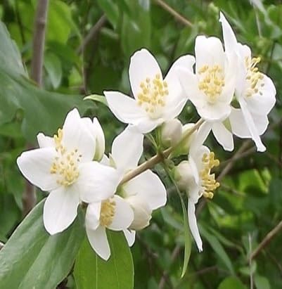 White Lewisii Flower Seeds