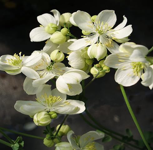 White Thalictrum Tuberosum Flower Seeds
