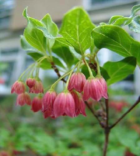 Enkianthus campanulatus Flower Seeds