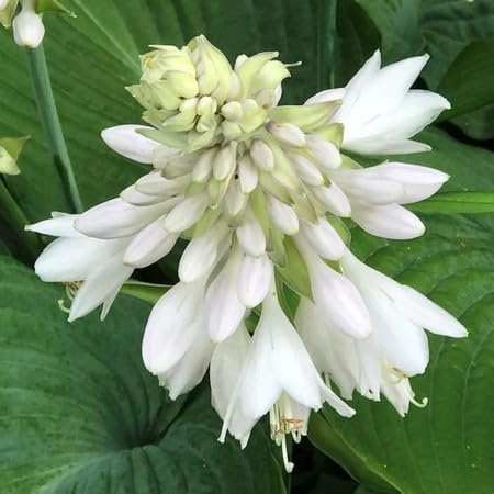 white hosta flower seeds