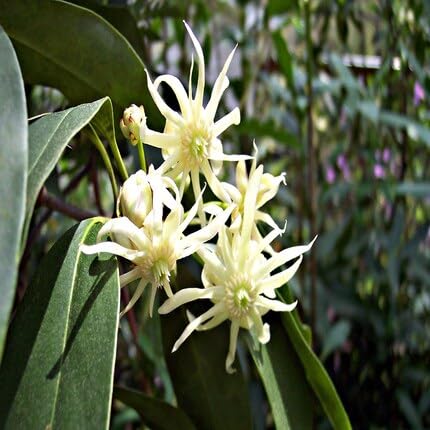 White Illicium Flower Seeds