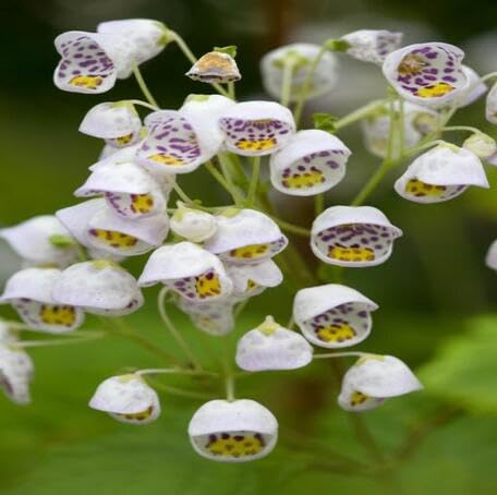 white jovellana punctata flower