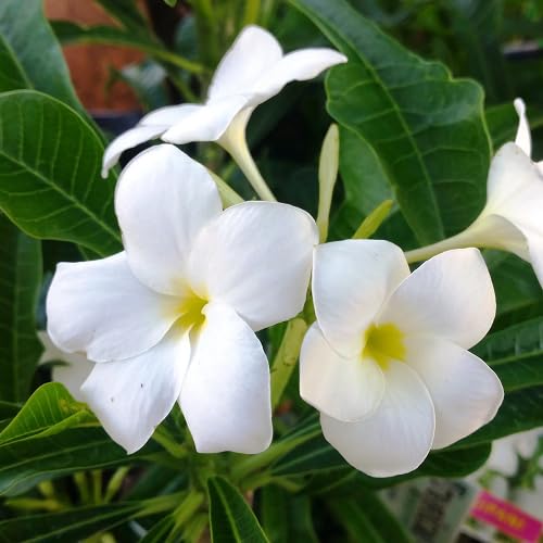 White Plumeria Flower Seeds