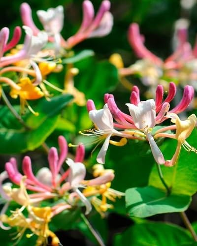 Pink Lonicera Flowers Seeds