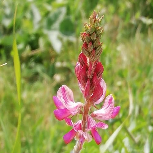 PINK VICIFOLIA FLOWER SEEDS