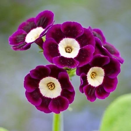 Purple Primula Flower Seeds