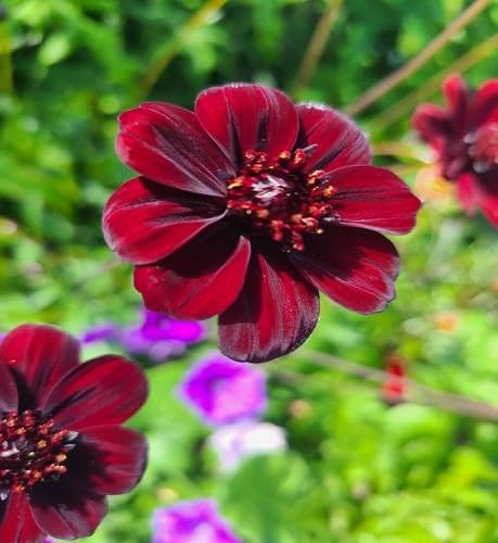 Maroon Cosmos Flower Seeds