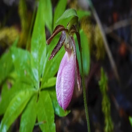 Pink Lady's Slipper Flower Seeds