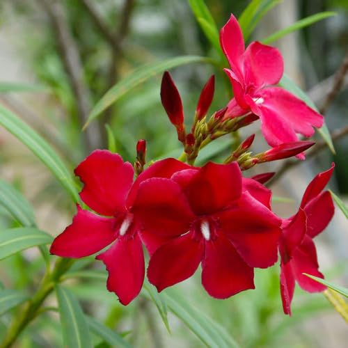 Red Nerium Flower Seeds