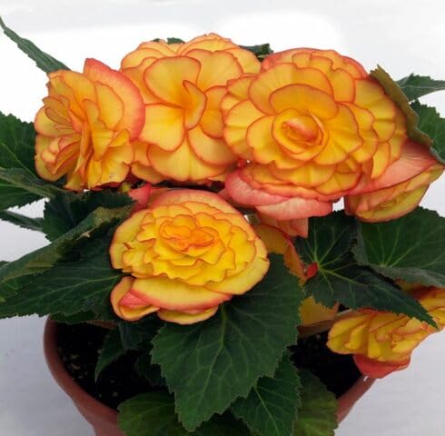 Orange Begonia Flower Seeds