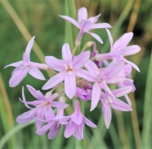 Purple Tulbaghia Violacea Flower Seeds