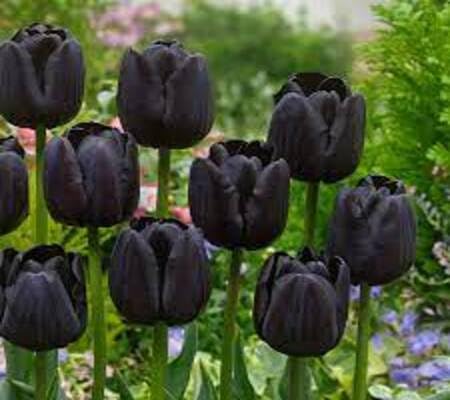 Tulip Flower Seeds