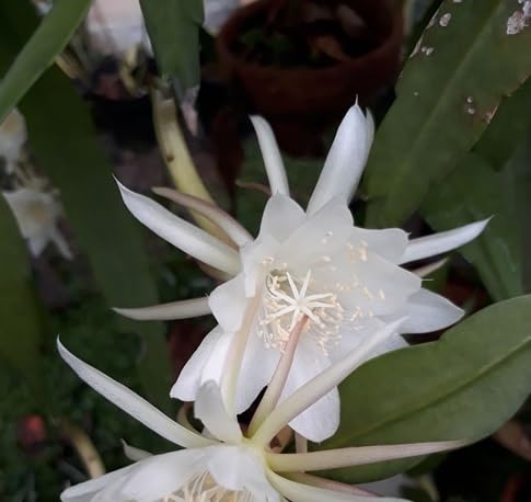 Epiphyllum Flower Seeds