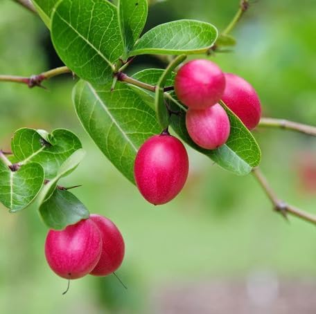 Pink Carissa Carandas fruit seeds for organic garden planting