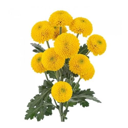 Yellow Button Flower Seeds