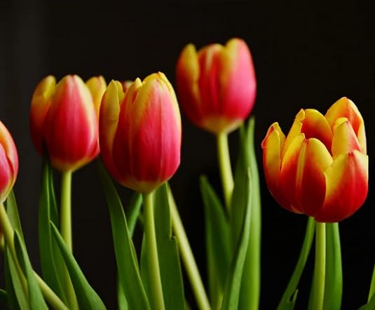 Red Yellow Tulip Flower Seeds