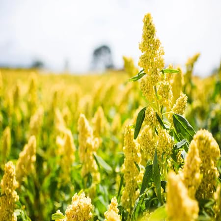 Quinoa Flower Seeds