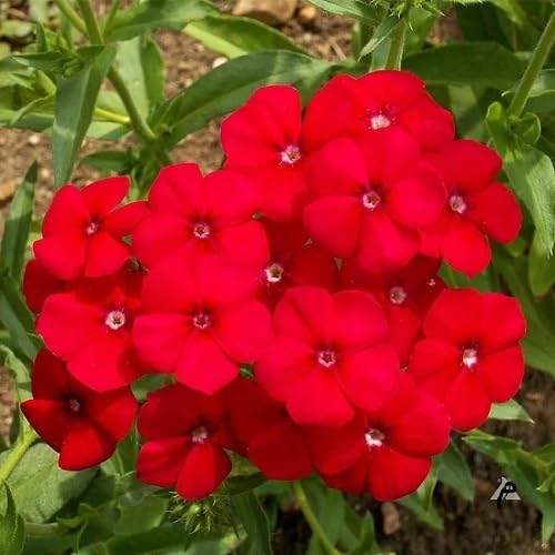 Red Phlox Drummondii Flower Seeds