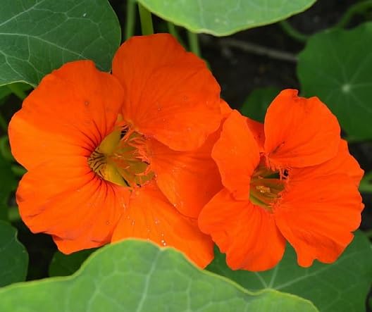Orange Nasturtium Flower Seeds