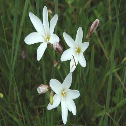White Sparaxis Flower Seeds