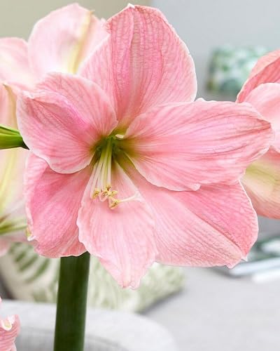 Amaryllis Flower Seeds