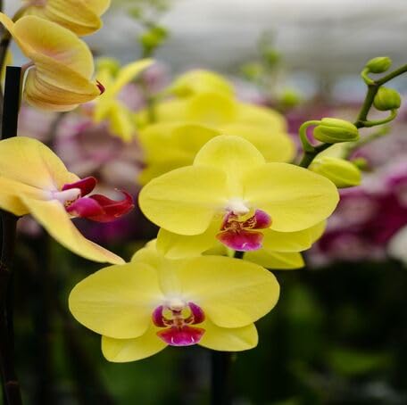 Yellow Phalaenopsis Flower Seeds