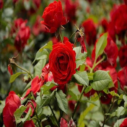 Red Rose Flower Seeds