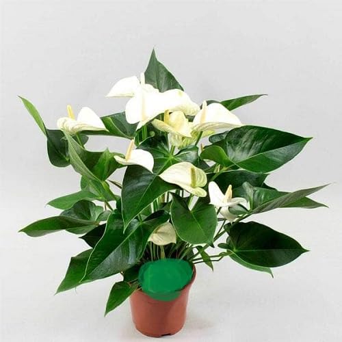 White Anthurium Flower Seeds