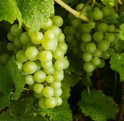 green grapes fruit Fruit Seeds organic garden seeds