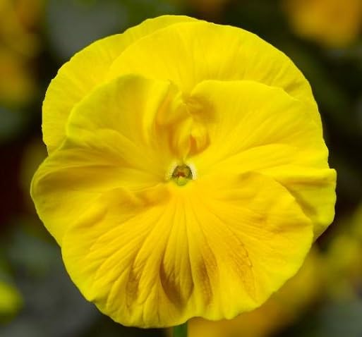 Yellow Pansy Flower Seeds
