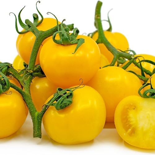 yellow tomato vegetable seeds