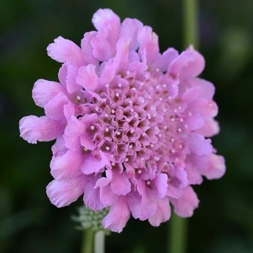 Purple Pincushions Flower Seeds