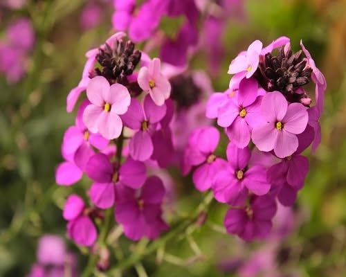 Pink Erysimum Cheiri Flower Seeds
