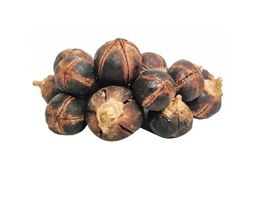 Brown Gorontula . Fruit fruit seeds for organic garden planting
