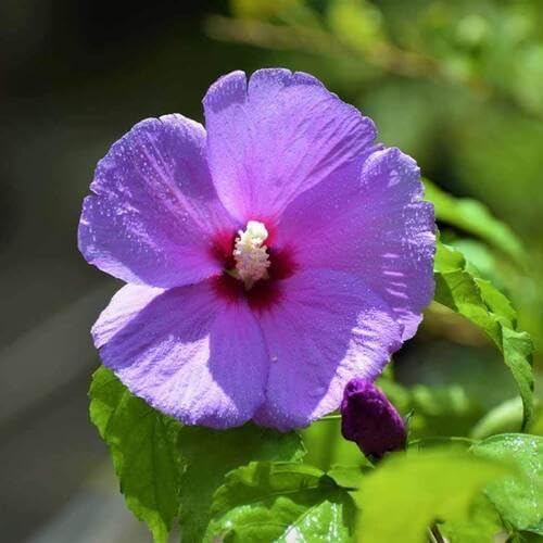 Purple Hibiscus Flower Seeds