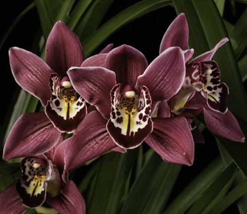 Mixed Orchid Flower Seeds