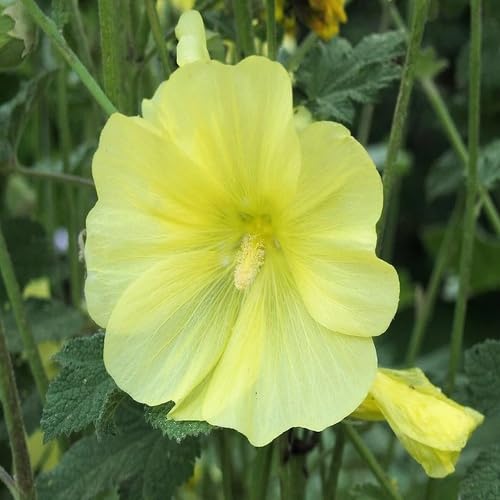 Yellow Hollyhock Flower Seeds