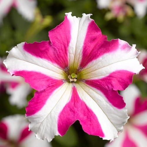 Pink White Tritunia Flower Seeds