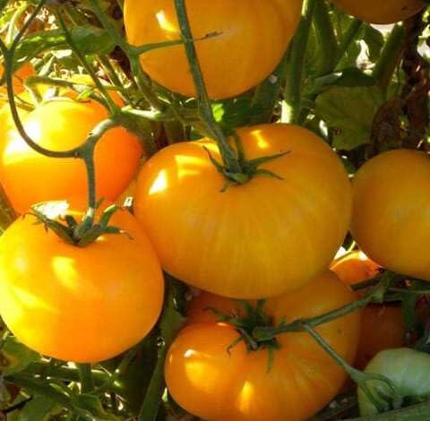 Yellow Tomato vegetable seeds vegetable seeds for Home Gardening, Easy Grow Farm Fresh Produce for kitchen garden planting