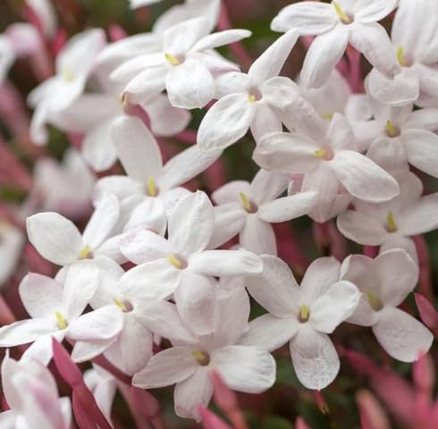 Pink Jasmine Flower Seeds
