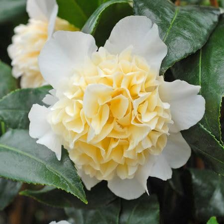 White Yellow Camellia Flower Seeds