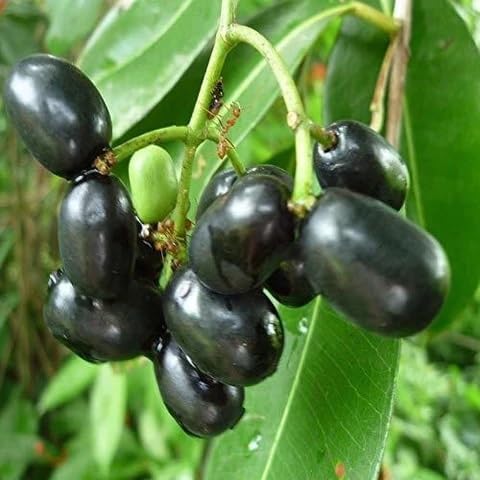 Black Jamun Fruits . Fruit Seeds organic garden seeds