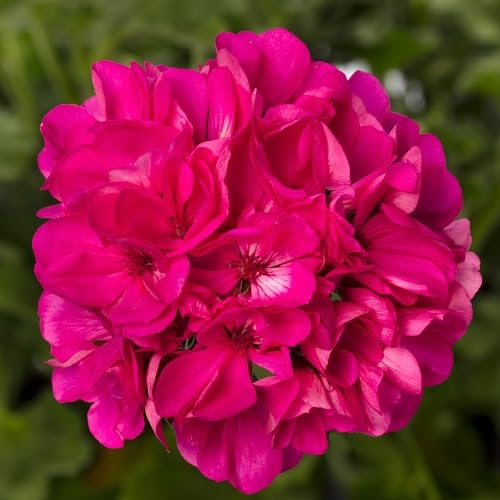 Geranium Flower Seed