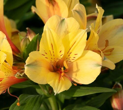 Yellow Giant Alstroemeria Flower Seeds