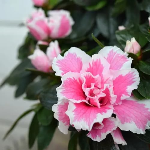Pink White Azalea Flower Seeds