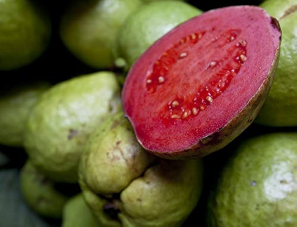 Guava Psidium Guajava Tropical Gardens