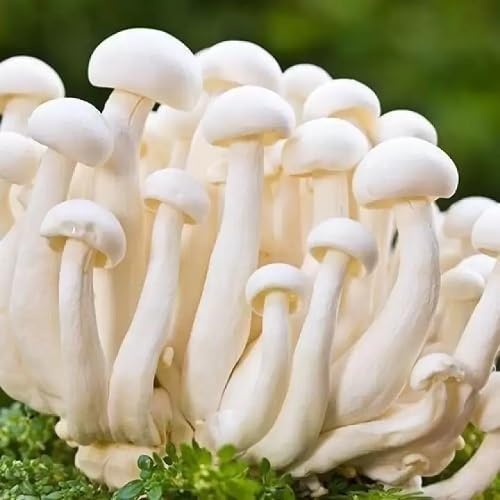 Mushroom Seeds,White vegetable seeds for Home Gardening, Premium Kitchen Garden Planting for kitchen garden planting